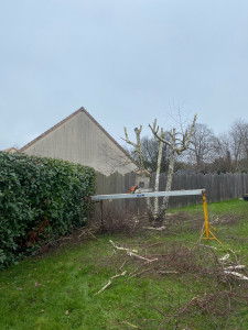 Photo de galerie - Élagage d’un arbre 