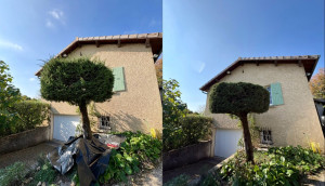 Photo de galerie - Taille Cyprès 