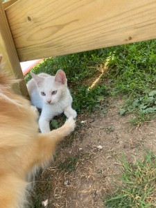 Photo de galerie - Garde chat