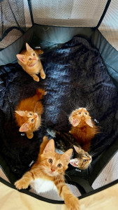 Photo de galerie - Famille d’accueil pour chatons