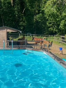 Photo de galerie - Malinois