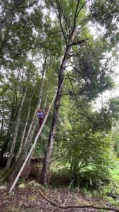 Photo de galerie - Elagage et coupe d'arbres