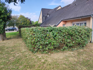 Photo de galerie - Taille de haie et entretien complet de jardin a moindre coups