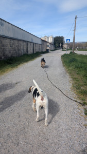 Photo de galerie - Cours chiens adultes 