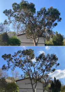 Photo de galerie - Elagage et coupe d'arbres
