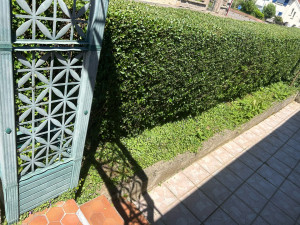 Photo de galerie - Taille de haies et d'arbustes