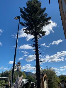 Photo de galerie - Elagage et coupe d'arbres