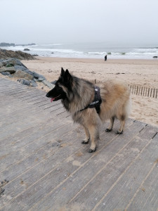 Photo de galerie - Je garde chez moi ou chez les propriétaires leur chiens du plus petits au plus grands pour le temps qu'ils le souhaitent, pour des vacances ou pour une soirée et je les promène bien sûr 