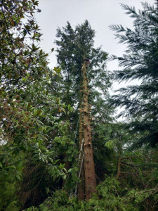 Photo de galerie - Sapin 