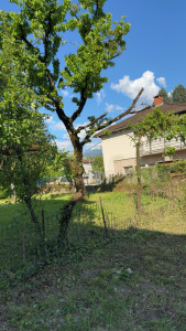 Photo de galerie - Fruitier bien tailler et libérer du chèvrefeuille 