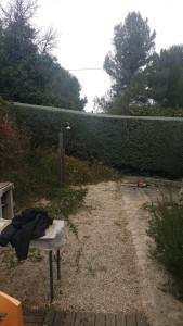 Photo de galerie - Taille de haies et d'arbustes