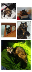 Photo de galerie - Brossage, jeu