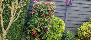 Photo de galerie - Paysagiste - Aménagement du jardin