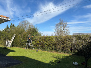 Photo de galerie - Coupe d’arbre et taille de haie