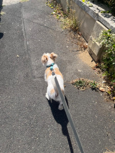 Photo de galerie - Garde chien