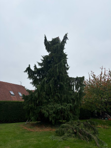 Photo de galerie - Elagage et coupe d'arbres