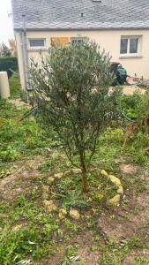 Photo de galerie - Taille de haies et d'arbustes