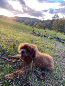Photo de galerie - Belle balade à la campagne 