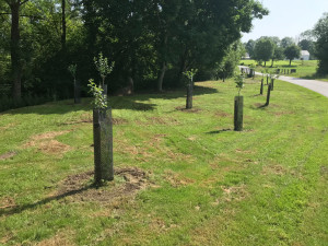 Photo de galerie - Tonte de pelouse - Débroussaillage