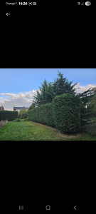 Photo de galerie - Taille et coupe d arbres sur l arrière 