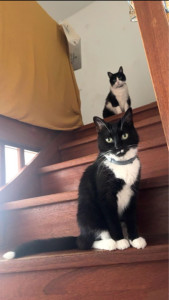 Photo de galerie - Garde de chat à domicile 