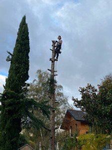 Photo de galerie - Démontage abattage d’un arbre