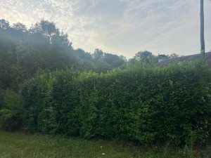 Photo de galerie - Rabattage haie de palme avant