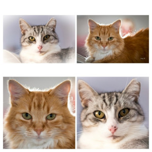 Photo de galerie - Garde chat