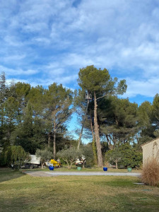Photo de galerie - Elagage et coupe d'arbres