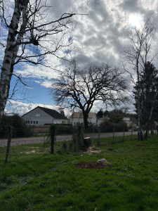 Photo de galerie - Abattage d’un sapin