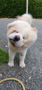 Photo de galerie - Un gros nounours 