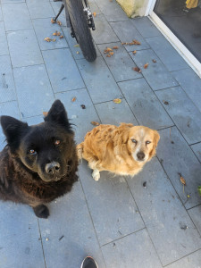 Photo de galerie - Garde animaux 