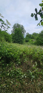 Photo de galerie - AVANT
Débroussaillage champs 4000m2 