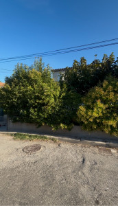 Photo de galerie - Taille de haies et d'arbustes