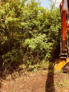 Photo de galerie - Tonte de pelouse - Débroussaillage