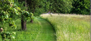 Photo de galerie - Travaux de paysage 
tonte mulching ou ramassage 
taille de haie 
élagage taille arbres fruitier 
toutes prestation 