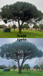 Photo de galerie - Rehaussage et nettoyage complet d’un pin parasol 