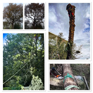 Photo de galerie - Tout type d’élagage, démontage, débitage