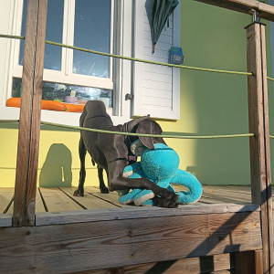 Photo de galerie - Ana, 6 mois, braque dit bleu, femelle, avec son doudou une pieuvre bleue, 17-23 août 2025. Mission de home sitter et pet sitter.