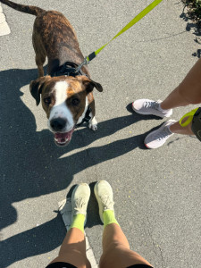 Photo de galerie - Garde chien