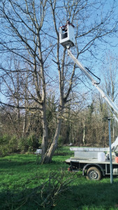 Photo de galerie - Elagage et coupe d'arbres