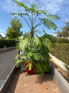 Photo de galerie - Transport de plante 