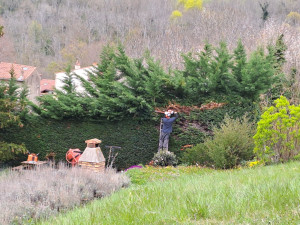 Photo de galerie - Taille de haies au taille haie et à la tronconneuse sur les branches les plus hautes 