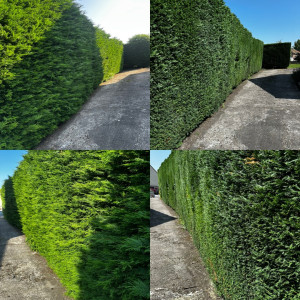Photo de galerie - Taille de haie 