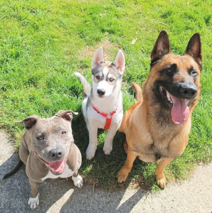 Photo de galerie - Garde à domicile d'un chiot Husky et d'un Malinois avec Ma Chienne .