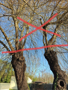 Photo de galerie - Elagage, saule pleureur