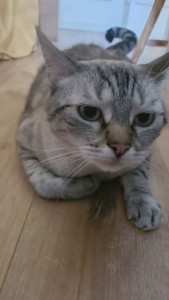 Photo de galerie - Garde animaux