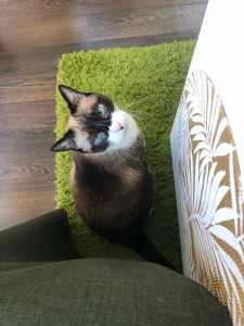 Photo de galerie - Titou est un chat de 14 ans, affectueux et câlin, qui aime discuter surtout à l’heure des repas. Malgré son âge, il reste très présent et apprécie les moments de tendresse et de repos