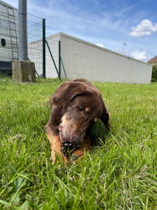 Photo de galerie - Garde animaux