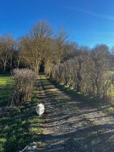 Photo de galerie - Balade chiens 
